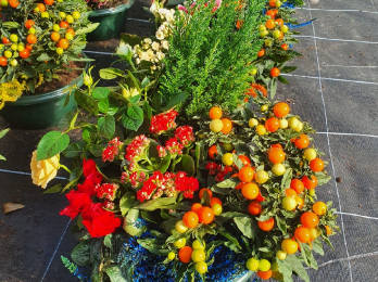 Plantes