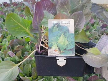 Plants de légumes