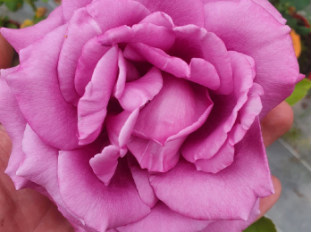 Rosiers