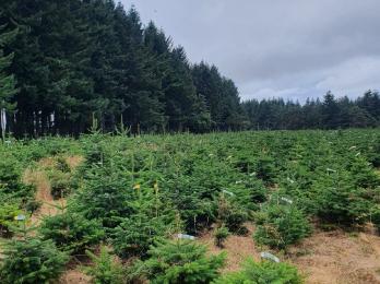 Sapins de Noel